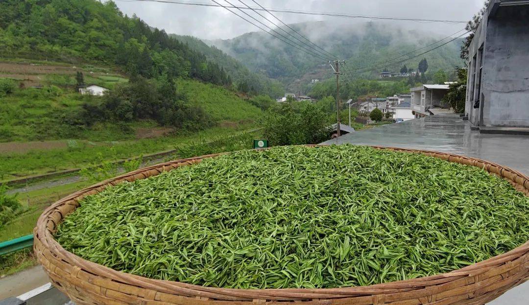 紫陽入選&ldquo;2025 胡潤中國茶業(yè)百強(qiáng)縣&rdquo;